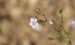 Saltugilia australis