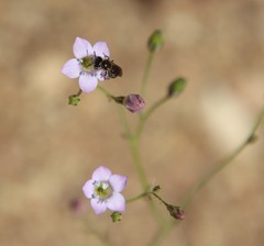 Saltugilia australis
