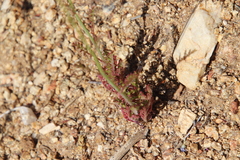 Saltugilia australis