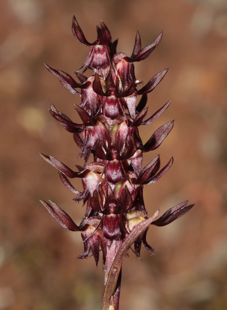 Genoplesium cuspidatum