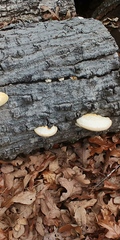 Trametes lactinea