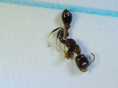 Pseudomyrmex ejectus