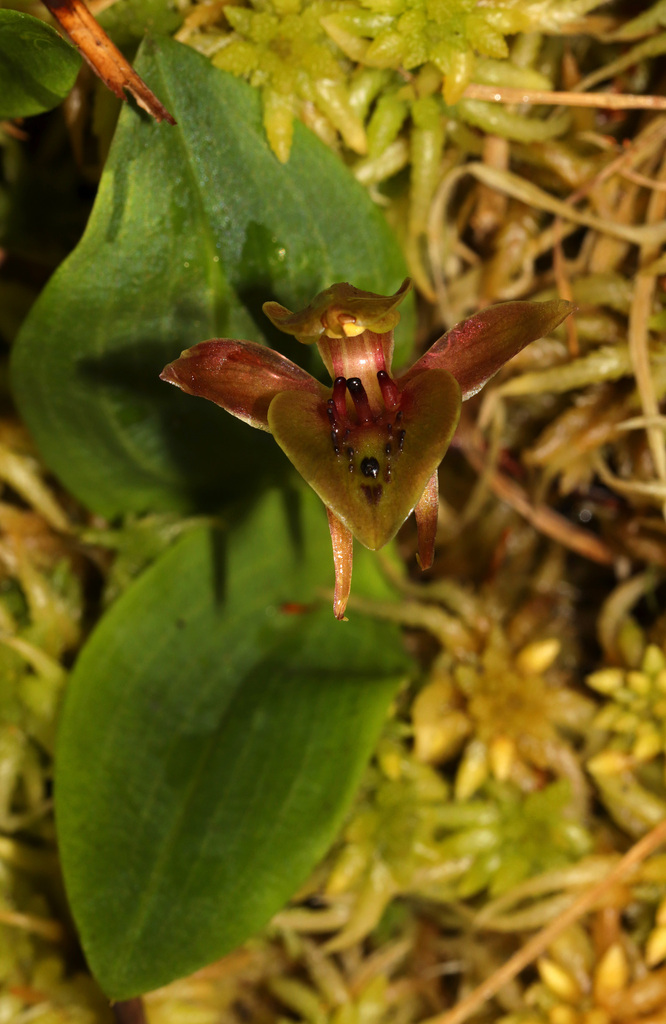 Chiloglottis bifaria