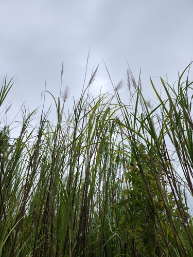 Saccharum spontaneum observed 2024-03-14