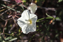 Calystegia longipes