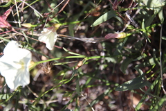 Calystegia longipes