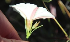 Calystegia longipes