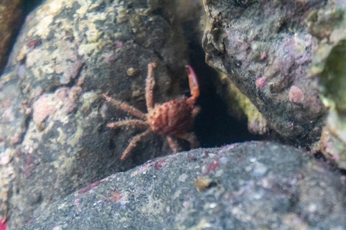 Photo of Red-ridged clinging crab (Mithraculus forceps)
