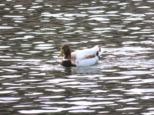 Domestic Mallard photographed in Arizona