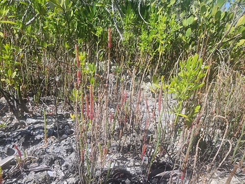 Image of Salicornia ambigua by (c) Kaden Slone, some rights reserved (CC BY)