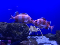 Sebastes rubrivinctus