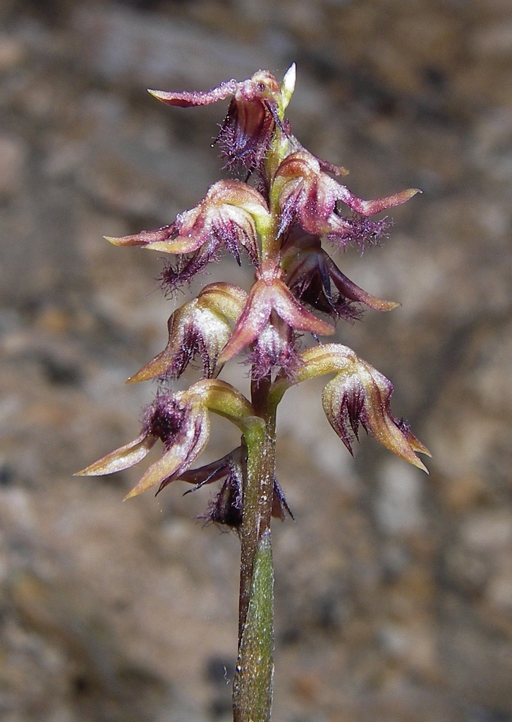 Genoplesium ectopum