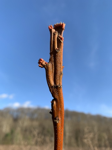 Acer saccharinum