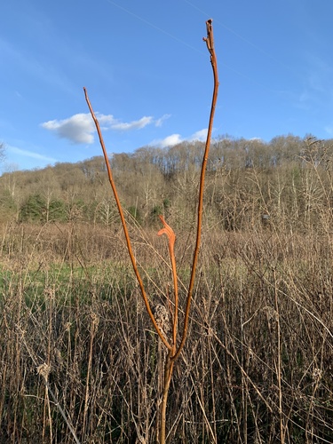 Acer saccharinum