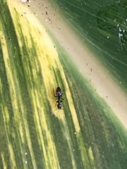 Technomyrmex difficilis