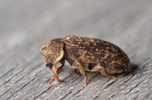 Deathwatch Beetle photo 3