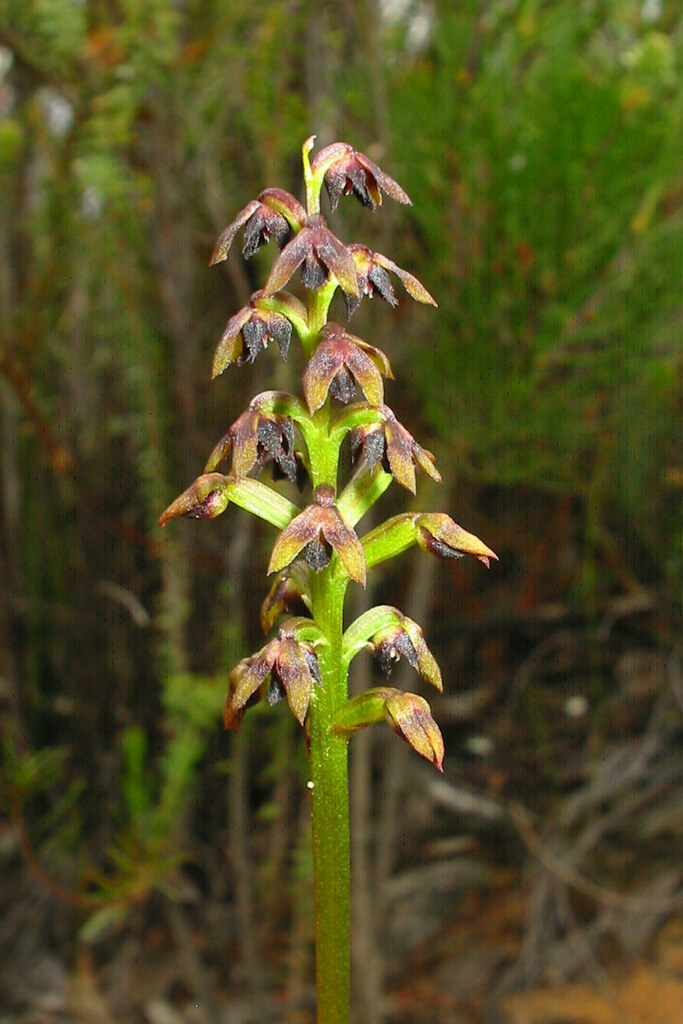 Genoplesium eriochilum