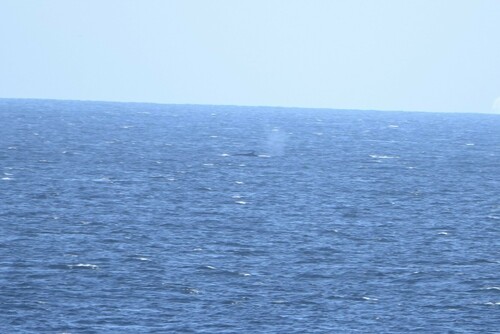 Fin whale