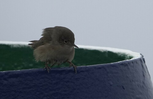 Southern House Wren, Drake Passage, photo 6 of 10