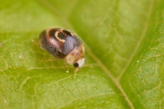 Clitostethus arcuatus