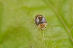 Clitostethus arcuatus