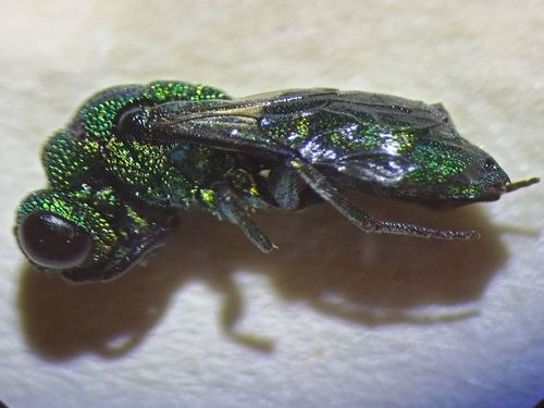 Trichrysis cyanea