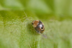 Clitostethus arcuatus