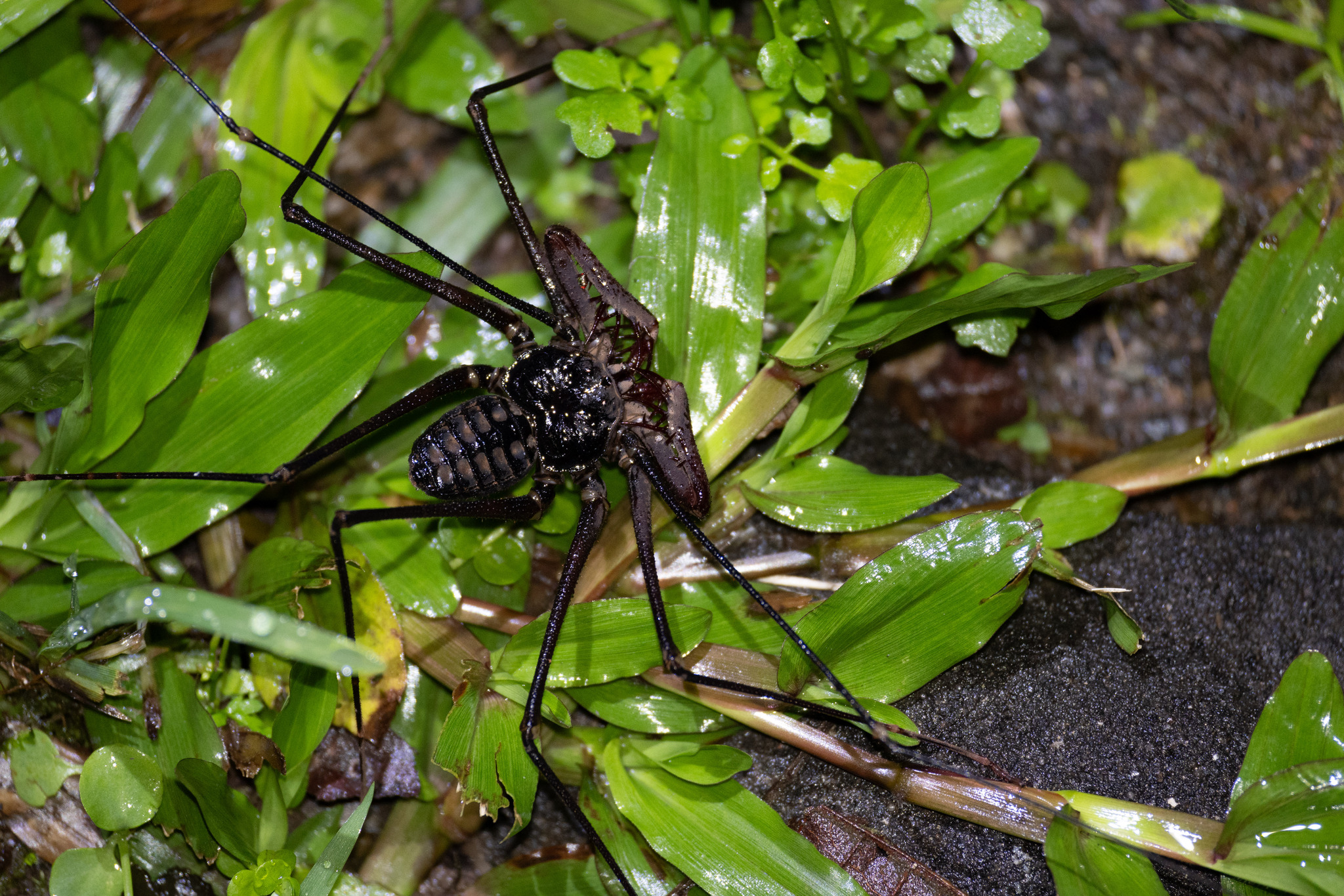 Heterophrynus batesii (Butler, 1873)
