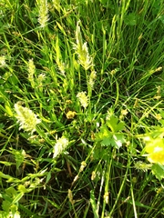 Anthoxanthum aristatum