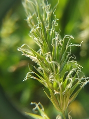 Anthoxanthum aristatum