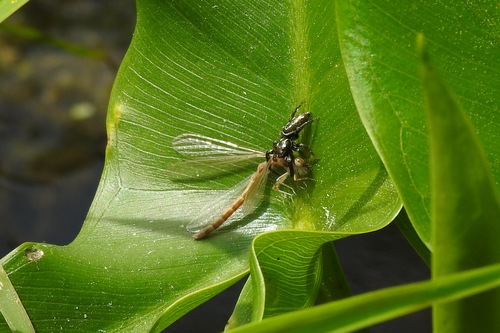 Short-bellied Slender Jumping Spider photo 3
