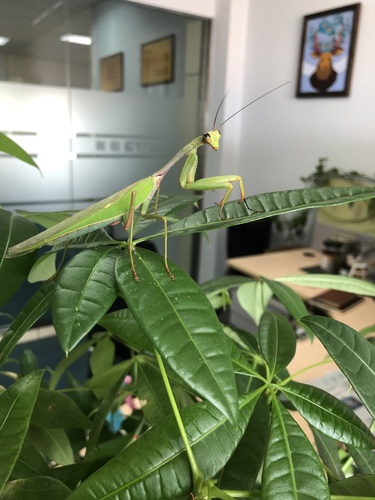 Formosan Giant Mantis