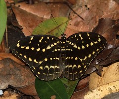 Lexias canescens