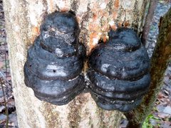 Fomes fomentarius image