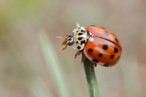 Cream-streaked Ladybird photo 3