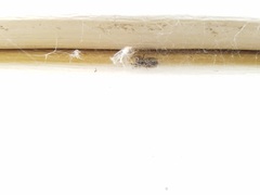 Platycryptus undatus