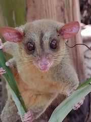 Bare-Tailed Woolly Opossum photo 4