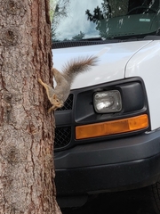 Sciurus niger