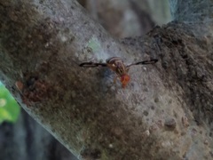 Idana marginata