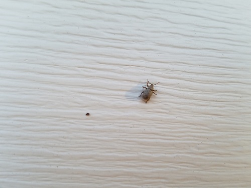 Crusted root weevil photo 4