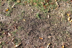 Oryctolagus cuniculus cuniculus