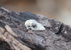 Phyllodactylus galapagensis