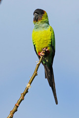 Aratinga nenday
