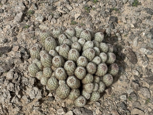 Pelecyphora alversonii