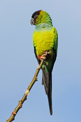 Aratinga nenday