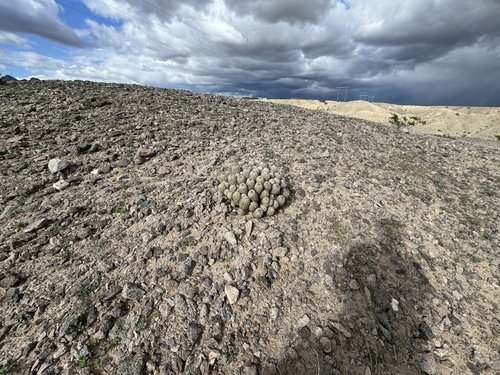Pelecyphora alversonii