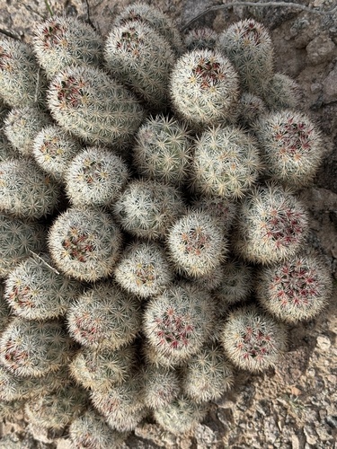 Pelecyphora alversonii