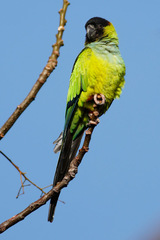 Aratinga nenday