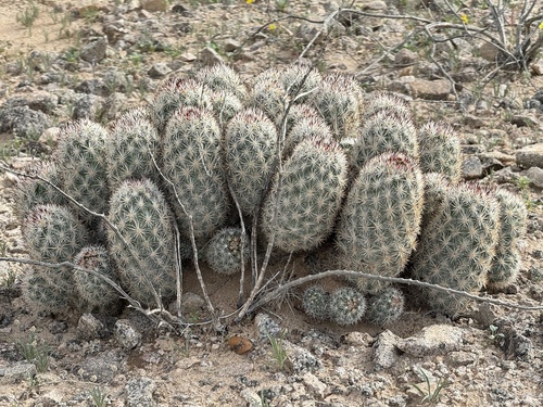Pelecyphora alversonii