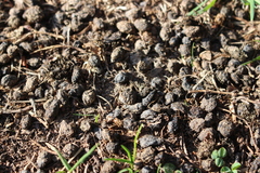 Oryctolagus cuniculus cuniculus